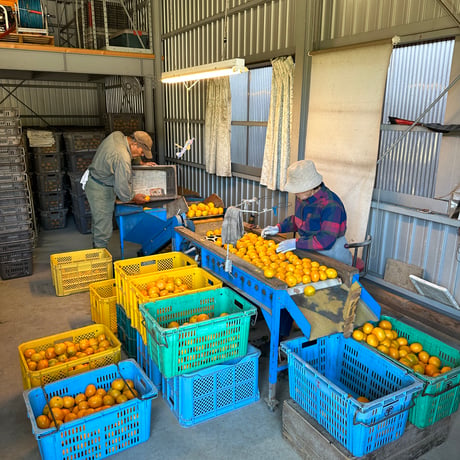 WASE JUICE -2026-