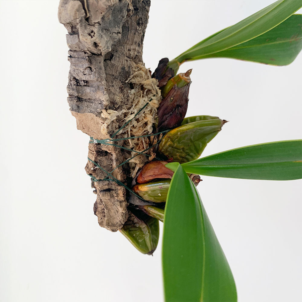 user_6cd345d3です⭐︎ デンドロビウム（原種）トレチェリアナム user_6cd345d3です⭐︎ デンドロビウム（原種）トレチェリアナム