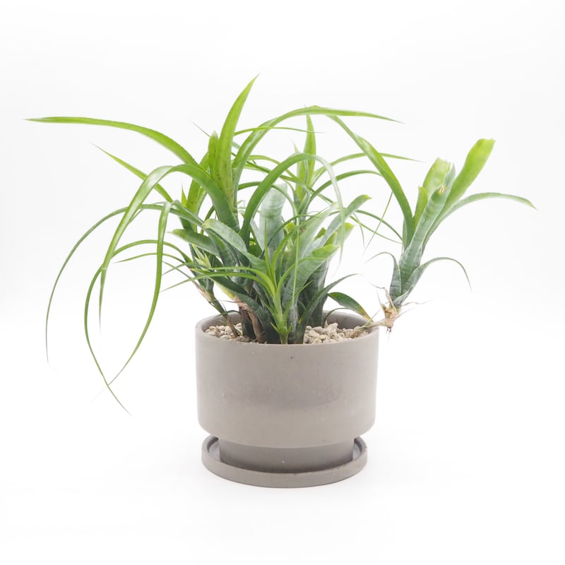 群生 ネオレゲリア パウシフローラ ネオレゲリア・パウシフローラ | TIANA STORE