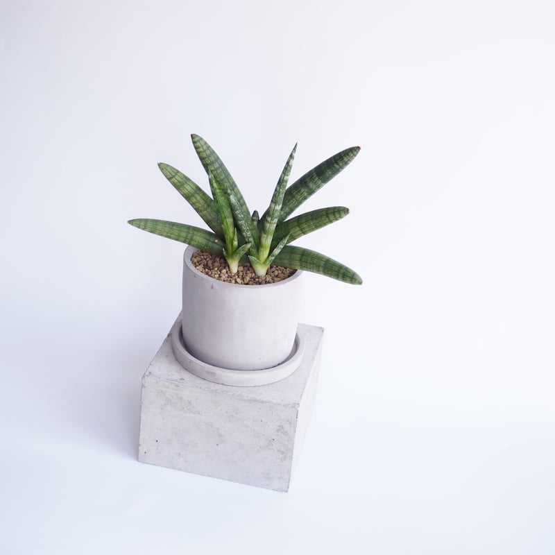 【ボンセレンシス】サンスベリア BON12 　観葉植物 000000013070_rm7xS5r.jpg