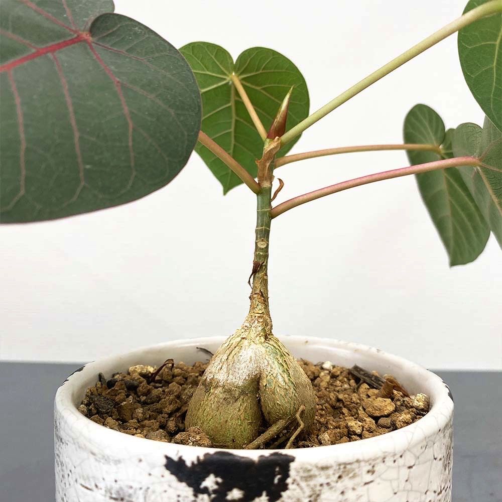 フィカス　ペティオラリス フィカス ペティオラリス Ficus petiolaris | miicaのゆびいろ