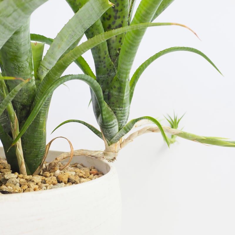 ネオレゲリア パウシフローラ | moku-online store-