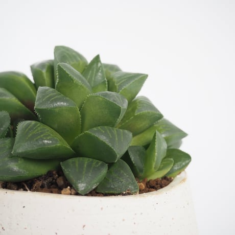 STORES ハオルチアの検索結果