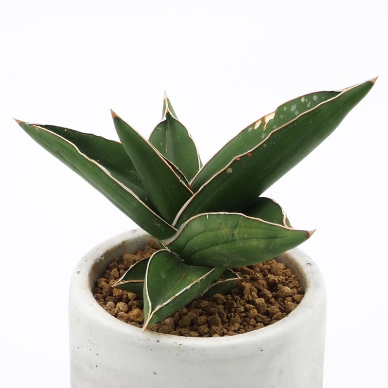 サンスベリア　サムライドワーフ 斑入 2 S.Samurai Dwarf Var サンセベリア サムライ ドワーフ「Sansevieria samurai dwarf