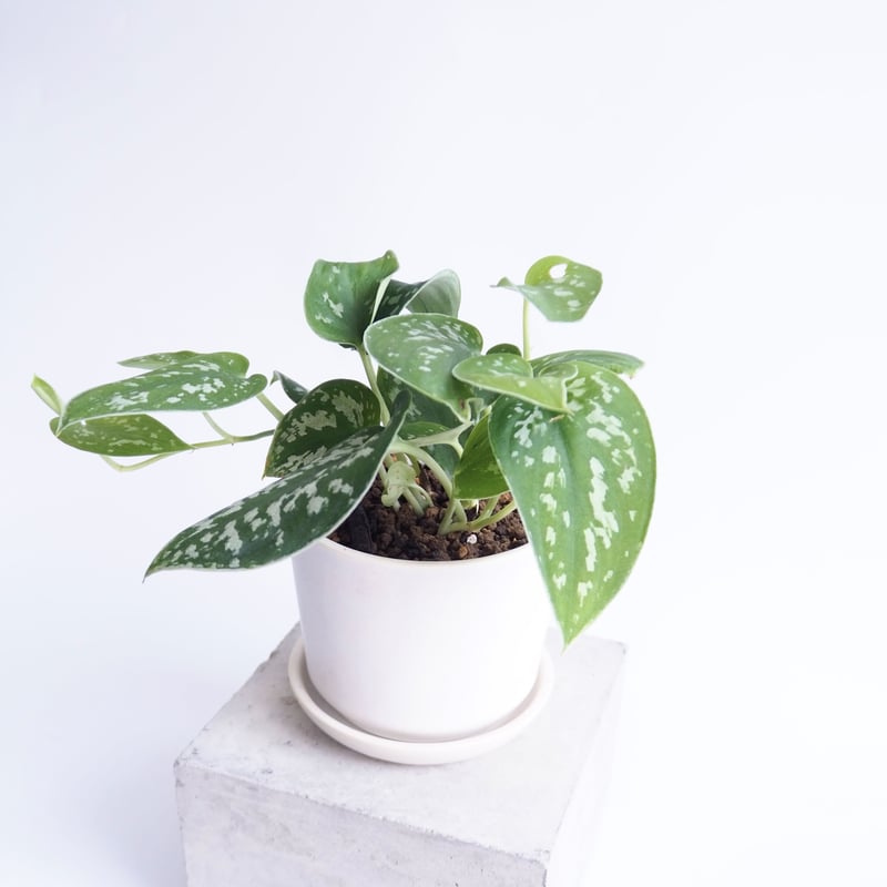 スキンダプサス　マカロ　良斑入り スキンダプサス マカロ 良斑入り - メルカリ