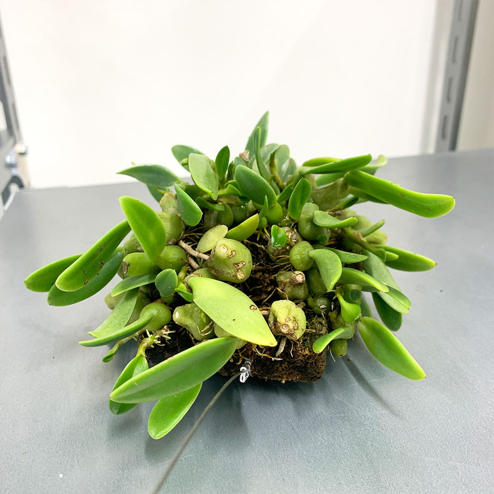 Bulb moniliforme びっしり　大株ミニチュアオーキッド珍奇植物 Bulb moniliforme びっしり 大株ミニチュアオーキッド珍奇植物