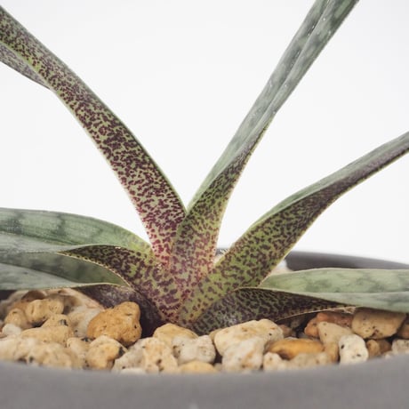 パフィオ | STORES