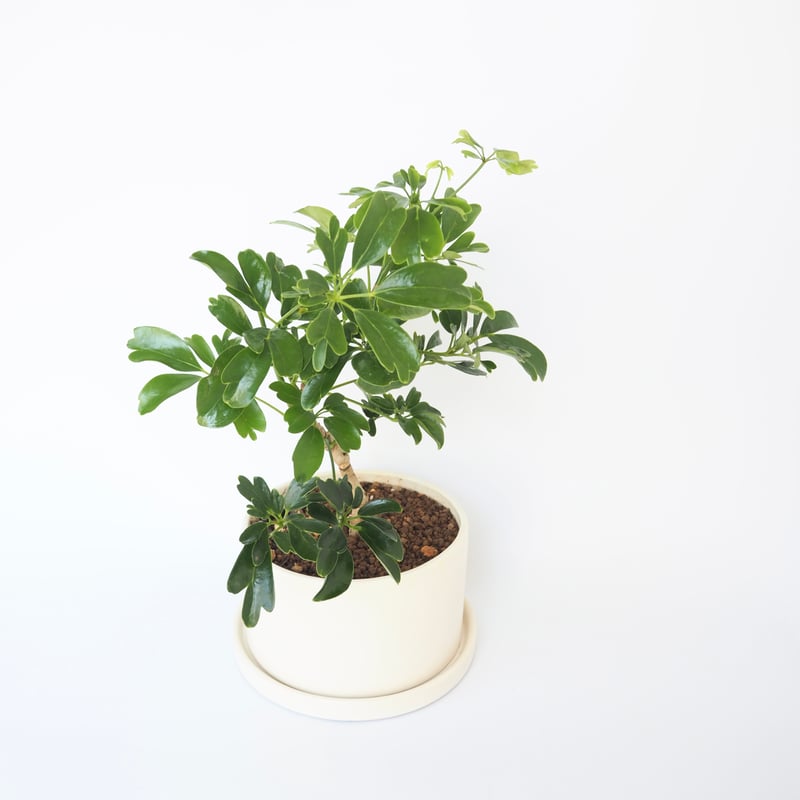 ☆ シェフレラ レナータ♪ 102cm♪ ☆ シェフレラ レナータ♪ 102cm♪