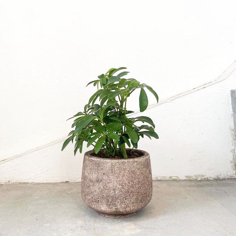 専用出品、ラフィドフォラ・テクルシバ（マングーカズラ） シェフレラ・アルボリコラ 専用出品、ラフィドフォラ・テクルシバ（マングーカズラ