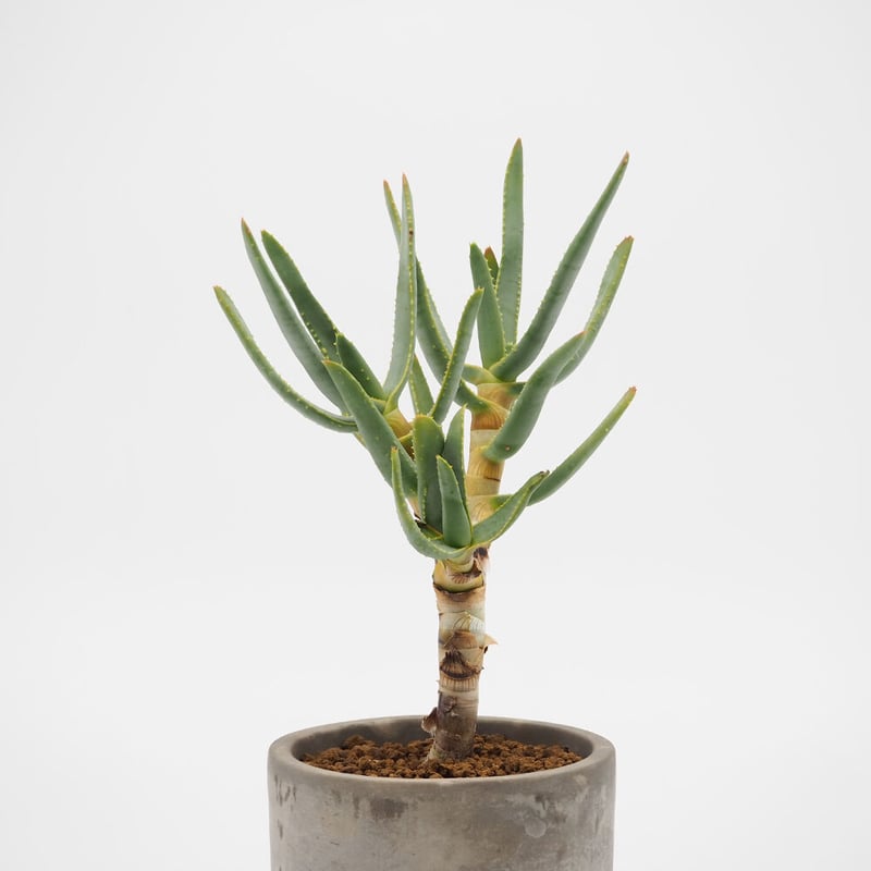 アロエ　ラモシシマ アロエ：ラモシシマ（ラモンニシキ） 6号鉢植え の通販 | 園芸ネット