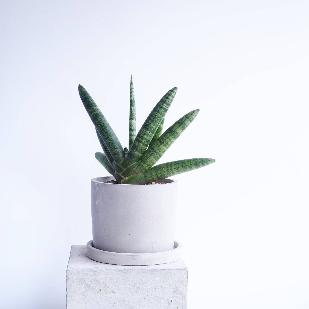 極上斑入り サンセベリア ボンセレンシス サンスベリア Sansevieria