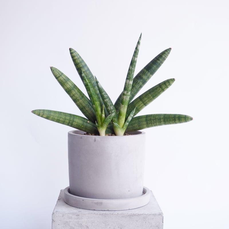 サンスベリア boncellensis  White B サンスベリア boncellensis White B Sansevieria boncellensis