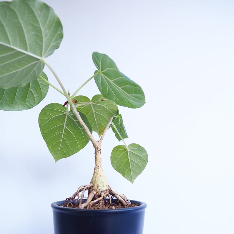 フィカス　ペティオラリス フィカス・ペティオラリス S | 観葉植物の通販 AND PLANTS
