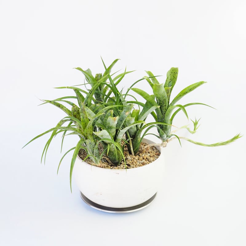 ネオレゲリア パウシフローラ | moku-online store-