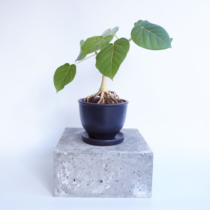 フィカス　ペティオラリス フィカス・ペティオラリス | INERMIS ～perfect plants～
