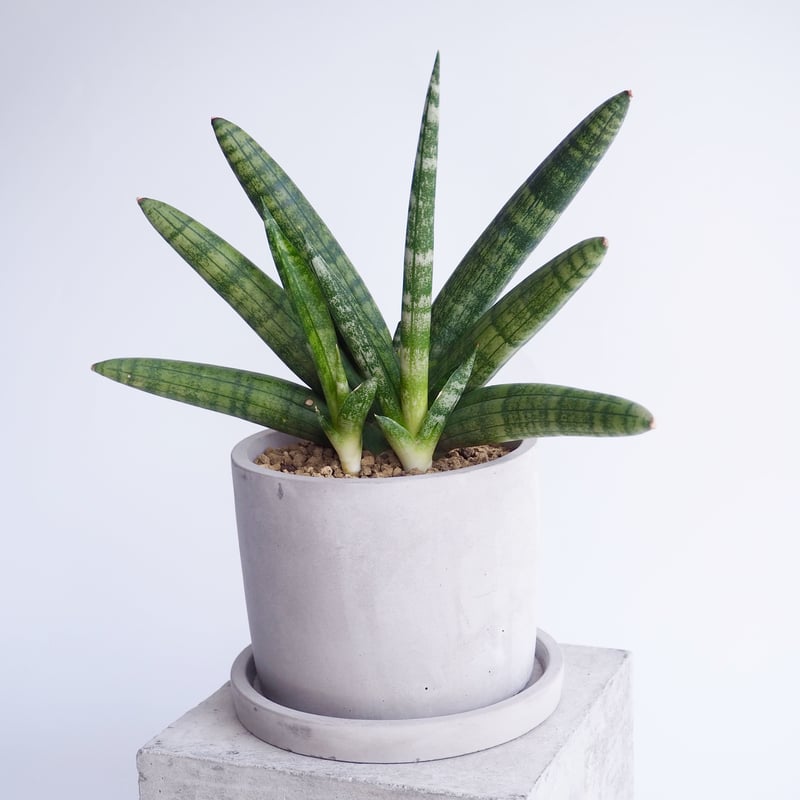 サンスベリア boncellensis  White A サンセベリア：ボンセレンシス スノーホワイト 3.5号鉢植え25-02