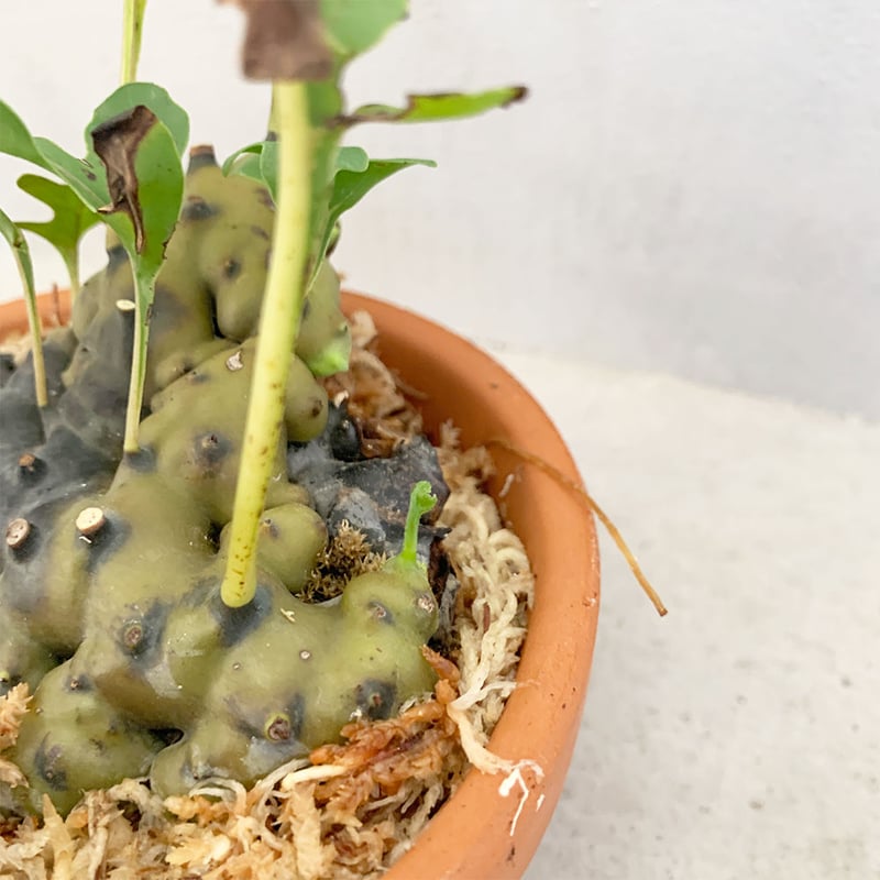 Lecanopteris luzonensis | moku-online store- Lecanopteris luzonensis | moku-online store-