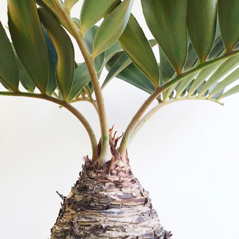 ソテツ　ダブルヘッド そてつさん専用 ソテツ 激レア ダブルヘッド