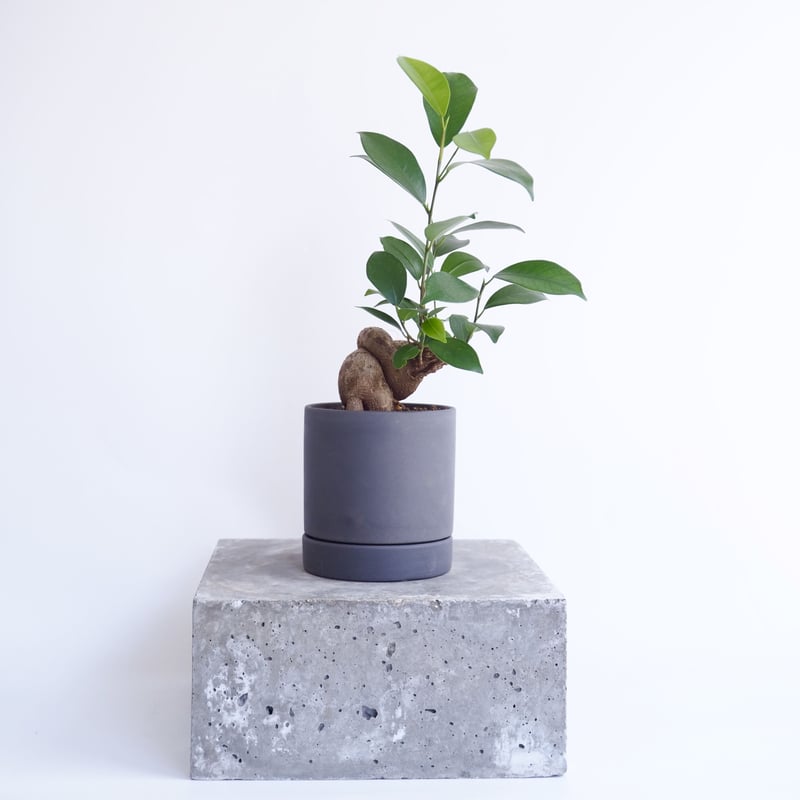 超特大　古木　フィカス　ミクロカルパ　25年物　陶器鉢のまま発送　コーデックス コミュフォラ Commiphora | 益子焼窯元よこやま