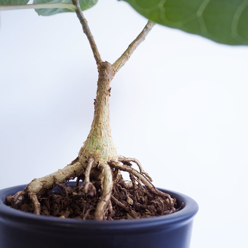 観葉植物観葉植物　フィカス ペティオラリス