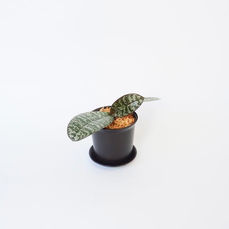 ファレノプシス　2種 楽天市場】 趣味栽培向け品種 > ファレノプシス類