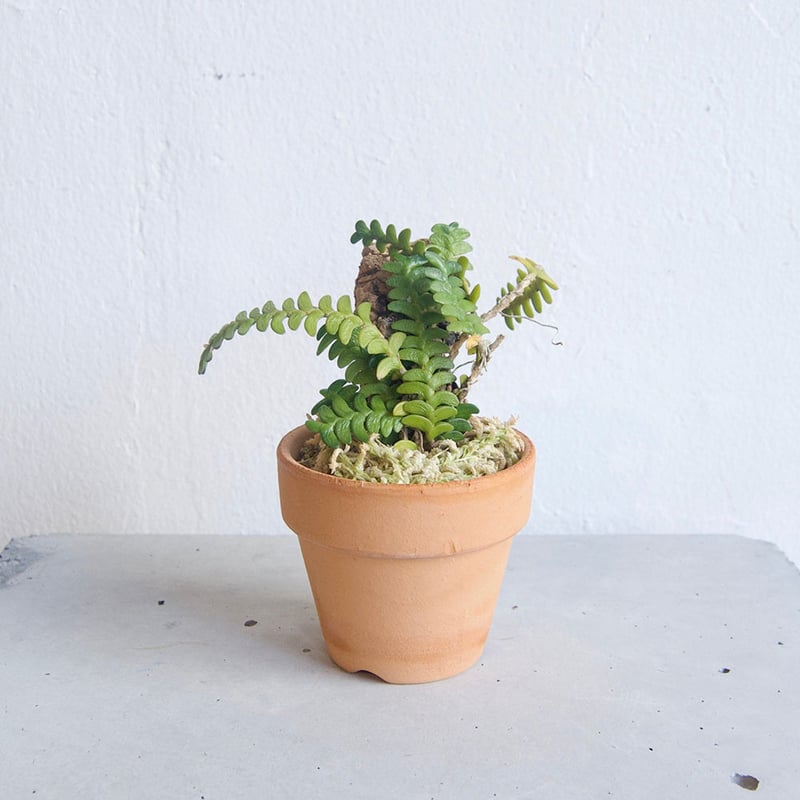 Angcm.disticum | moku-online store-
