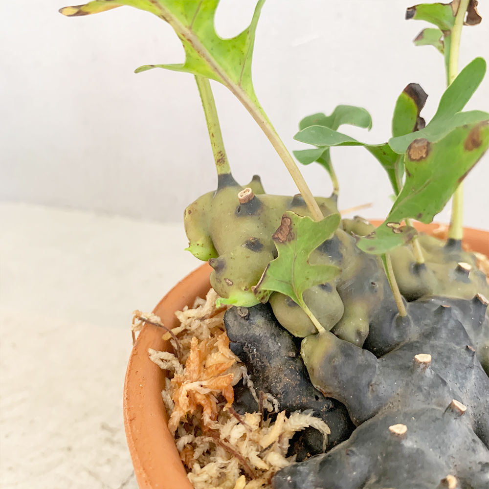 Lecanopteris luzonensis レカノプテリスルゾネンシス　大株 Lecanopteris luzonensis レカノプテリスルゾネンシス 大株