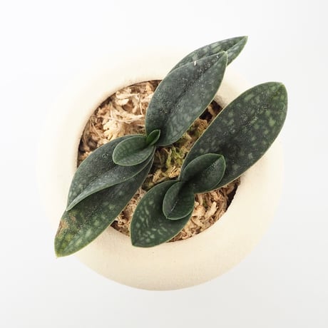 パフィオページ 11acmodontumxsib..jpg