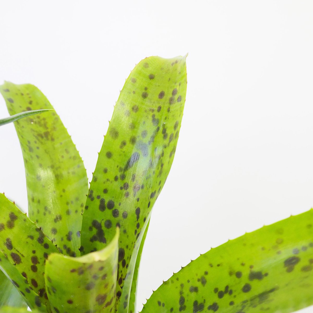 ネオレゲリア パウシフローラ | moku-online store-