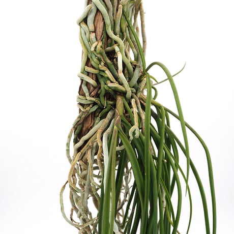 Seidenfadenia mitrata
