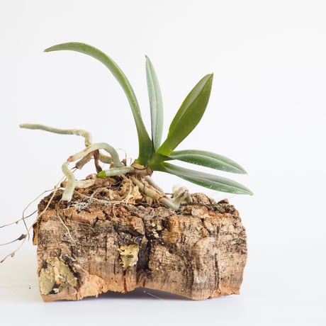 ファレノプシス | STORES