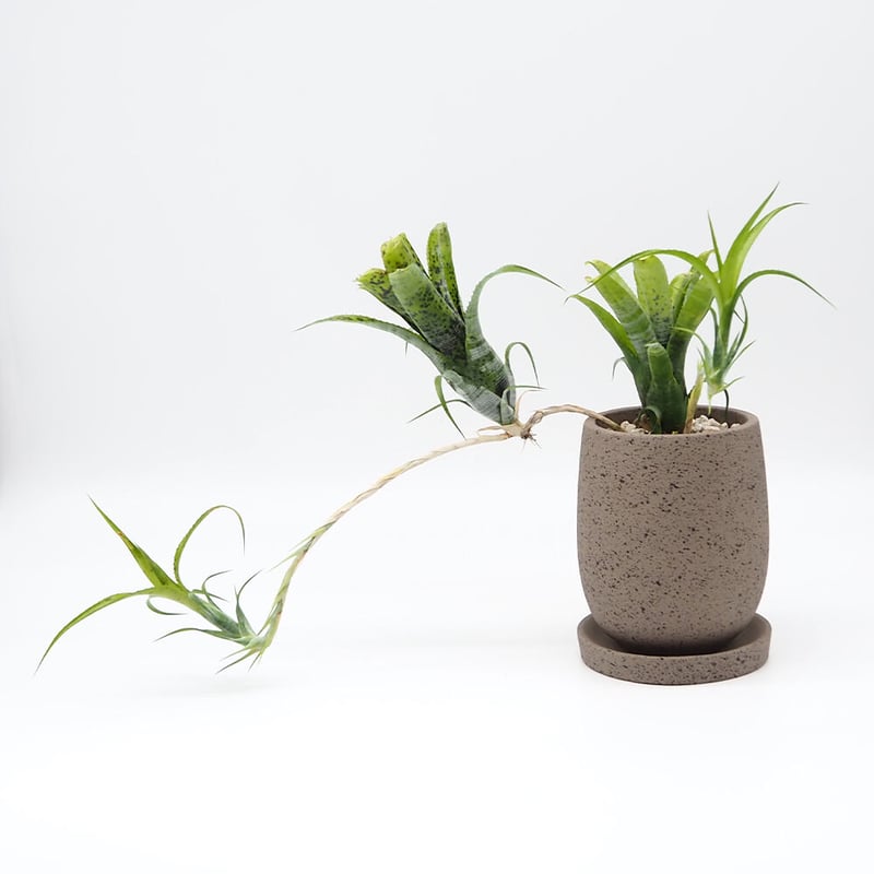 群生 ネオレゲリア パウシフローラ ネオレゲリア パウシフローラ スーパーホワイトクローン | GREEN