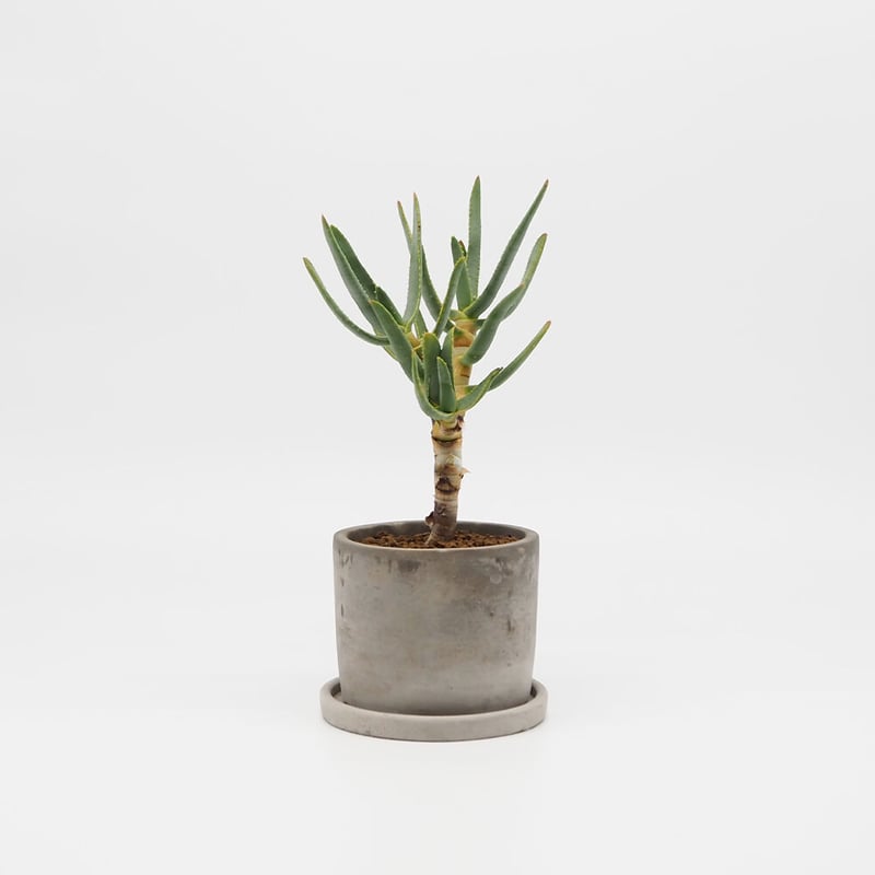 アロエ・ラモシシマ | moku-online store-