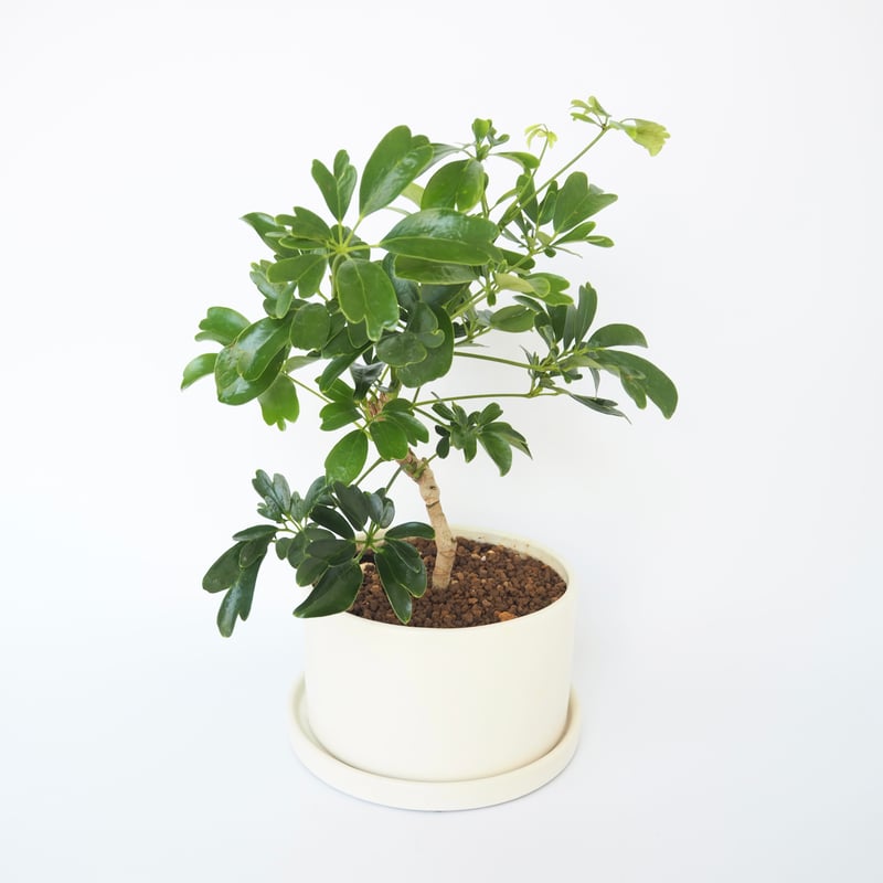☆ シェフレラ レナータ♪ 102cm♪ シェフレラ・レナータ 102402 販売・通販 ［詳細ページ］ *tree