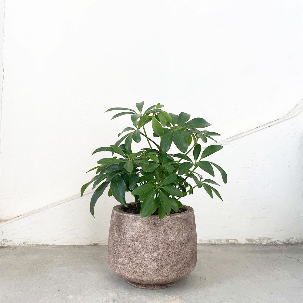 専用出品、ラフィドフォラ・テクルシバ（マングーカズラ） シェフレラ・アルボリコラ 専用出品、ラフィドフォラ・テクルシバ（マングーカズラ