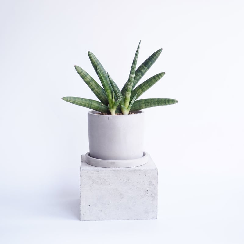 サンスベリア・ボンセレンシス | moku-online store-