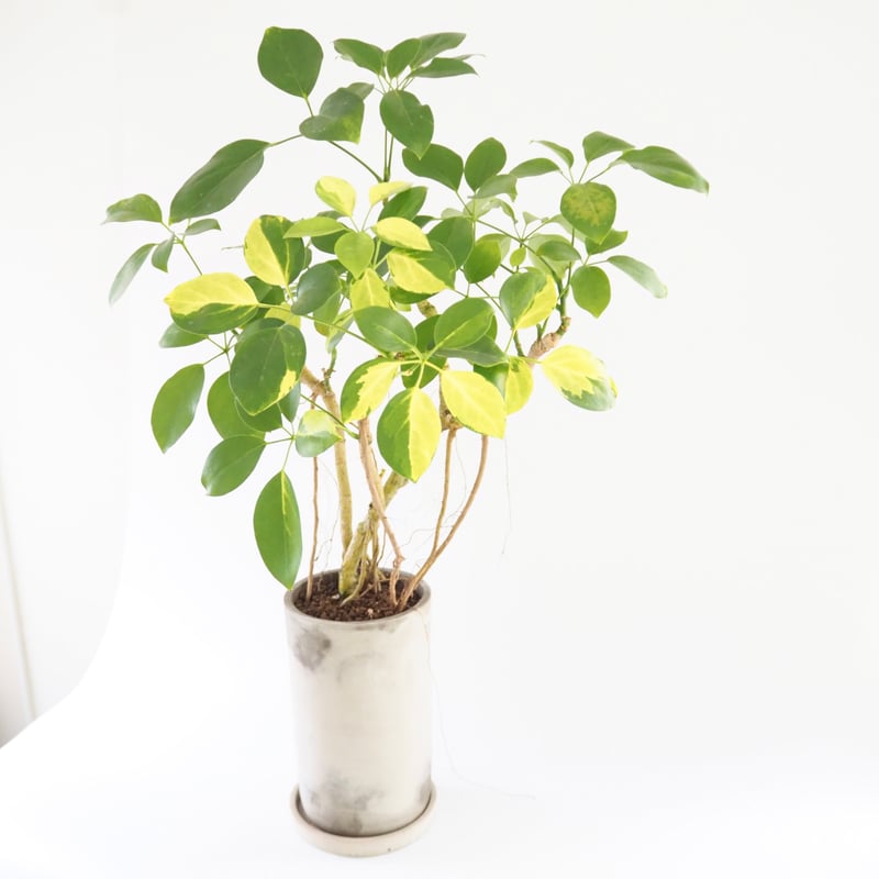 シェフレラ　エリプティカ斑入り 250720 13 流通量少なめ♥】シェフレラ エリプティカ 斑入り - メルカリ