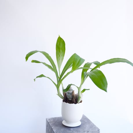 Ctsm.pieatum v.imperial'Pierre Couret'