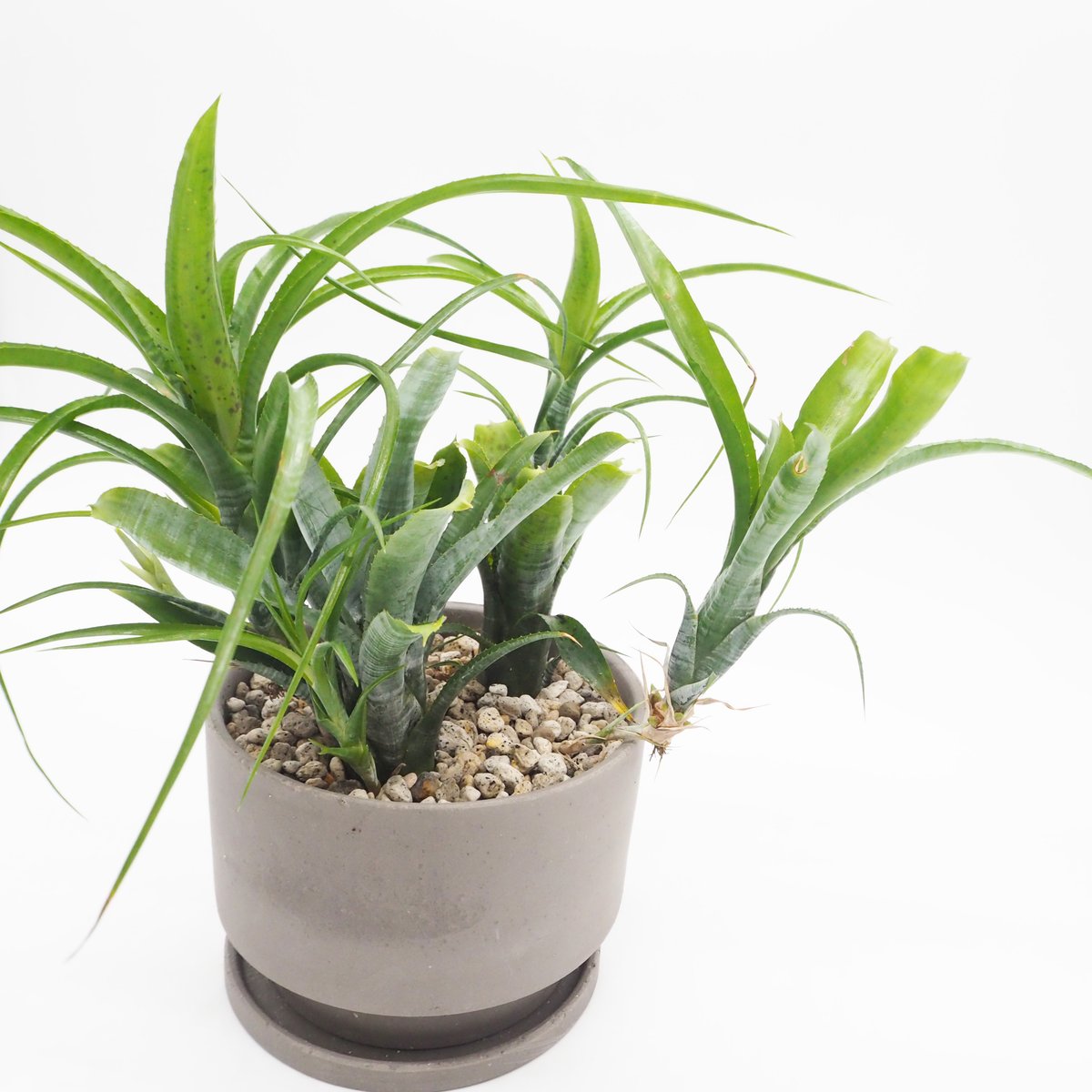 群生 ネオレゲリア パウシフローラ ネオレゲリア・パウシフローラ | moku-online store-