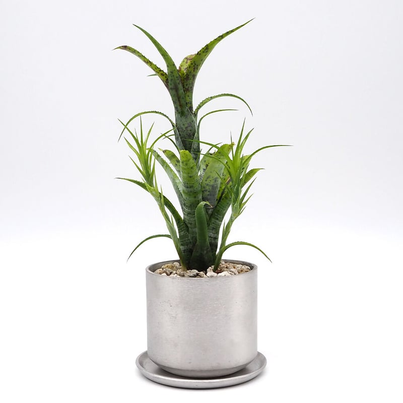 群生 ネオレゲリア パウシフローラ ネオレゲリア パウシフローラ スーパーホワイトクローン | GREEN