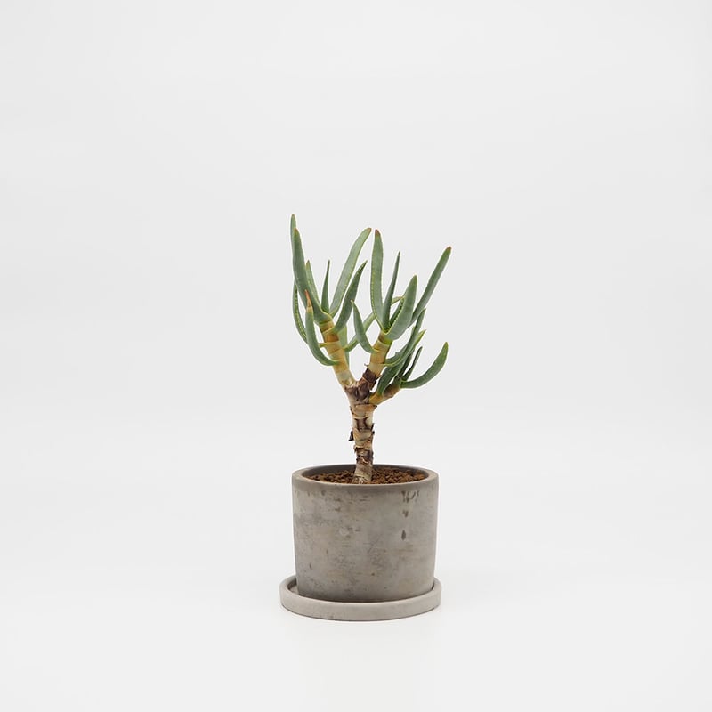 アロエ・ラモシシマ | moku-online store-