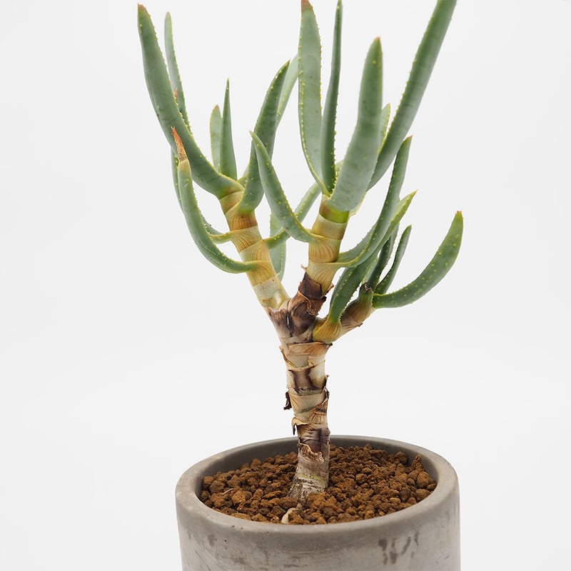 アロエ　ラモシシマ Amazon.co.jp: Aloe Ramoshi Shima, No. 7, Large Strain