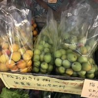 おおきな樹の梅1kg※要冷蔵便