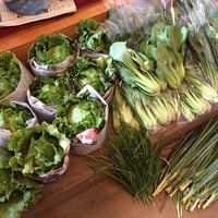 おおきな樹の畑「季節の野菜セット」2000円分 ※要冷蔵便