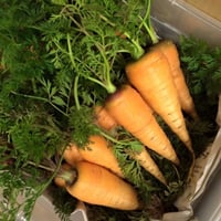 おおきな樹の畑「季節の野菜セット」1000円分 ※要冷蔵便