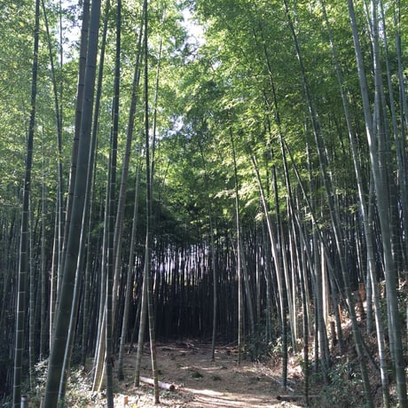 筍 真空パック  (※要冷蔵便指定)