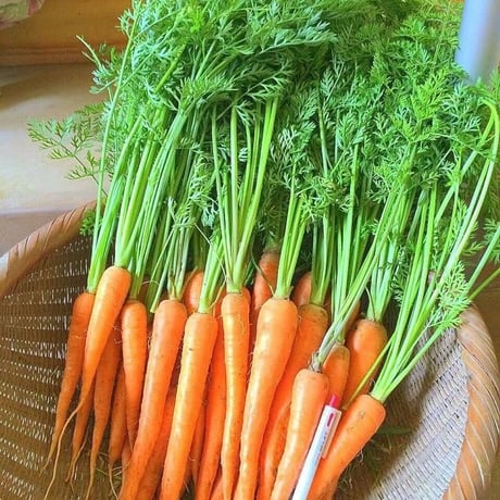 おおきな樹の畑「季節の野菜セット」2000円分 ※要冷蔵便