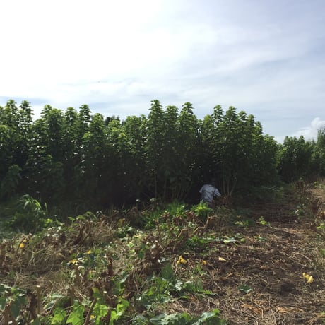 諸木の桑抹茶（袋入・粉茶） 50g