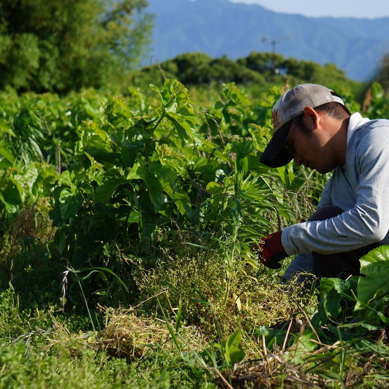 諸木の桑抹茶（袋入・粉茶） 50g | 諸木農園