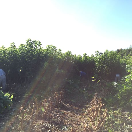 諸木の桑抹茶（袋入・粉茶）100g